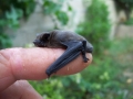 62_pipistrello_007